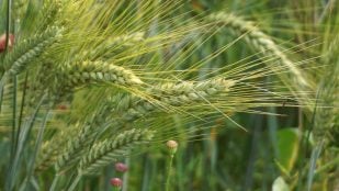 Agricultor