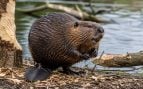 castor, animales, especie