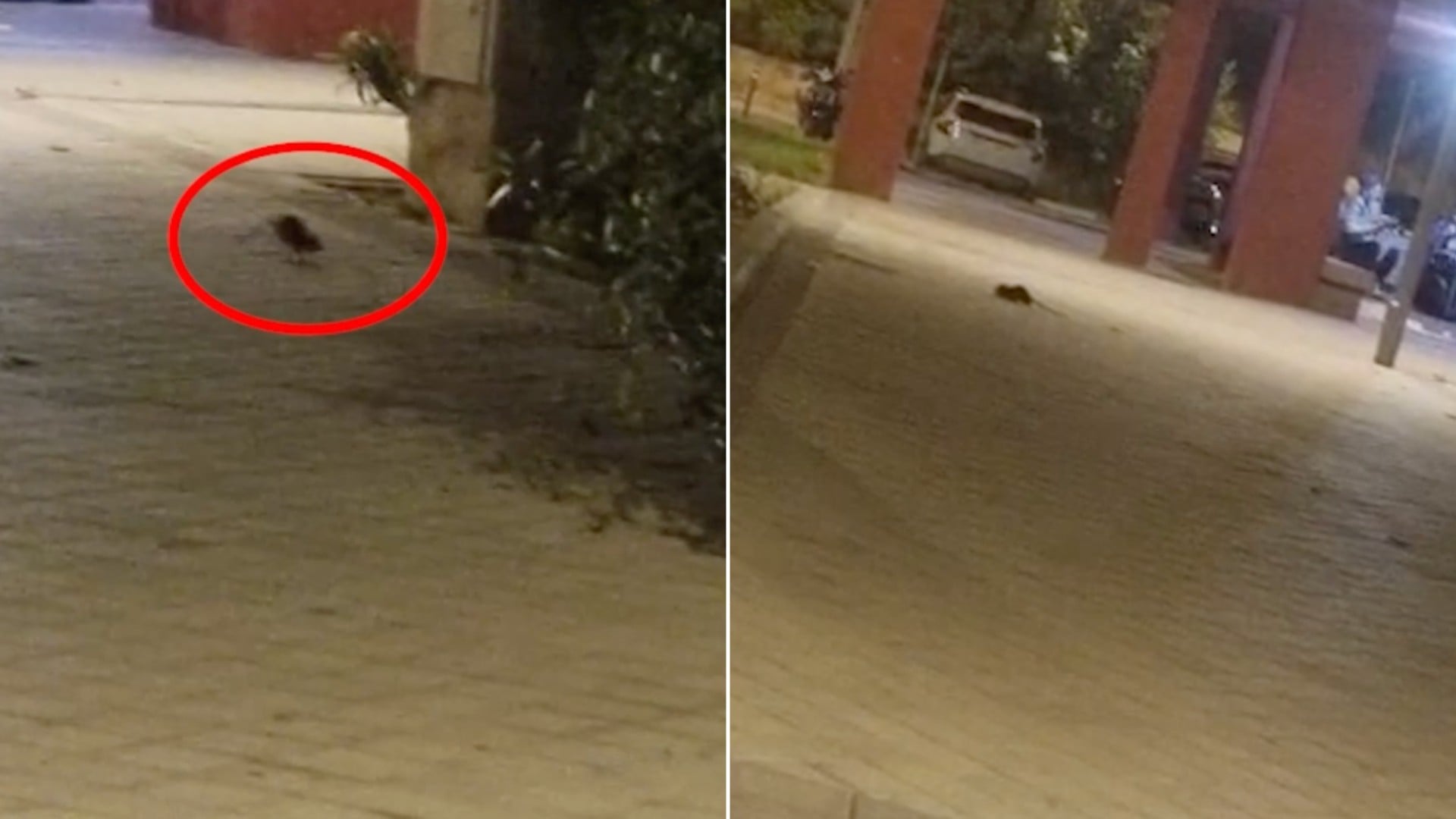 Las ratas regresan al barrio madrileño de Lucero un mes después de la visita del Papa a los