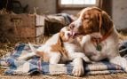 Perros