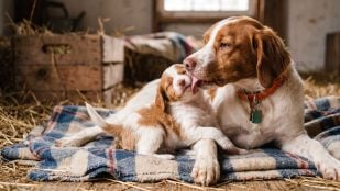 Perros