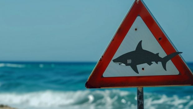 drones-tiburones-cartel peligro