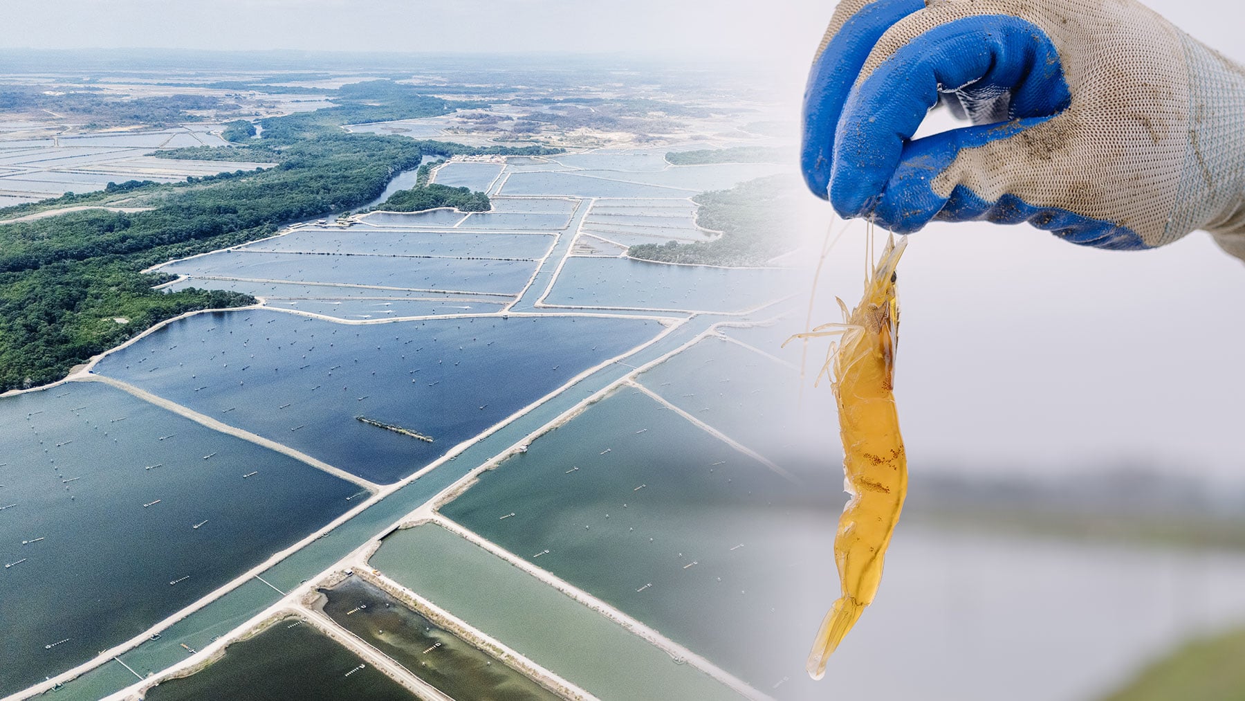 De fondo, piscinas para producción de langostinos en los manglares de Ecuador. (Foto: Marcos Zegers / Observatorio de Bienestar Animal / We Animals).