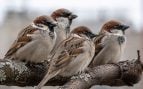 gorriones, aves, animales, pájaros