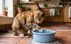 Un gato con su cuenco de agua