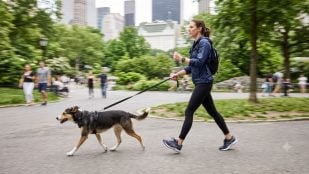Un perro en el parque