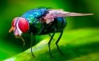 mosca estéril