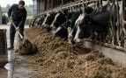 Residuos agrícolas en vacas, hongo transforma residuos agrícolas en pienso para ganadería, startup de Estados Unidos revoluciona ganaderia.