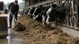 Residuos agrícolas en vacas, hongo transforma residuos agrícolas en pienso para ganadería, startup de Estados Unidos revoluciona ganaderia.