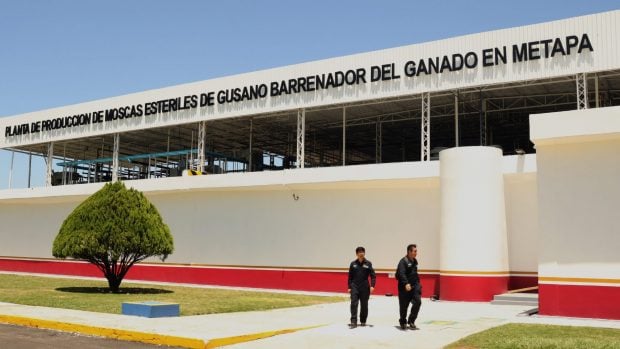 planta de moscas estériles méxico