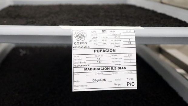 pupación de moscas