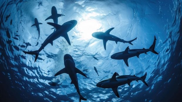 tiburones