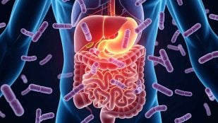 Bacterias