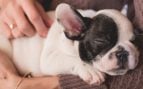 Los perros encogen el cuello