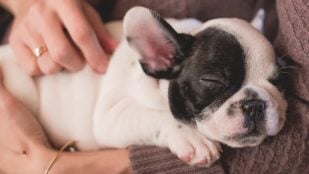 Los perros encogen el cuello