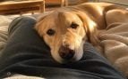 Perro apoya cabeza sobre las piernas