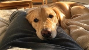 Perro apoya cabeza sobre las piernas