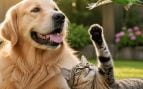 Perros