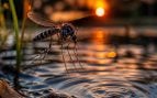 Mosquitos