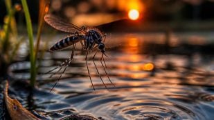 Mosquitos