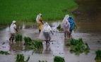 India usa una bacteria contra plagas del arroz, solución India a hongo en el arrozal, India cultiva arroz sin pesticidas comunes.