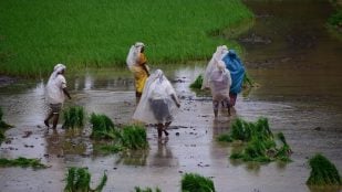 India usa una bacteria contra plagas del arroz, solución India a hongo en el arrozal, India cultiva arroz sin pesticidas comunes.