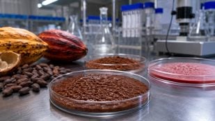 Crean cacao con IA, usan IA para producir cacao en el laboratorio, cacao con IA reduce consumo de agua y tierra.