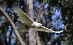Cacatúa en peligro de extinción, cacatúa australiana, animales en peligro de extinción, pesticidas y animales en peligro de extinción, cacatúa y GPS, GPS investigación animal.