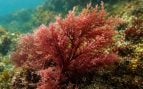 Alg 'Asparagopsis taxiformis', macrogalga en Galicia, alga invasora en Galicia, algas invasoras gallegas, alga invasora en Rías Bajas.
