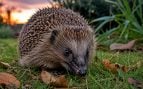 erizo europeo, animales, especie