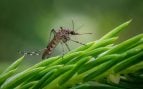 Mosquito