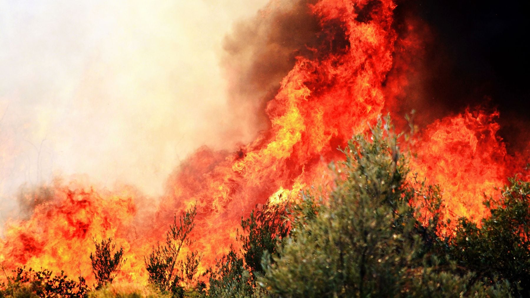 Incendios activos en España hoy, en directo: evacuados y última hora del fuego en Madrid y Ávila