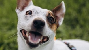 Perro