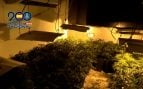 Cae un narcopiso en Son Gotleu : 110 plantas de marihuana, una escopeta de balines, una pistola y dinero en efectivo