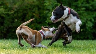 Los educadores caninos coinciden: si tu perro mueve la cola no es porque esté feliz, puede estar frustrado o tener miedo