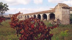 Construcción, Alicante, bodega, vinos