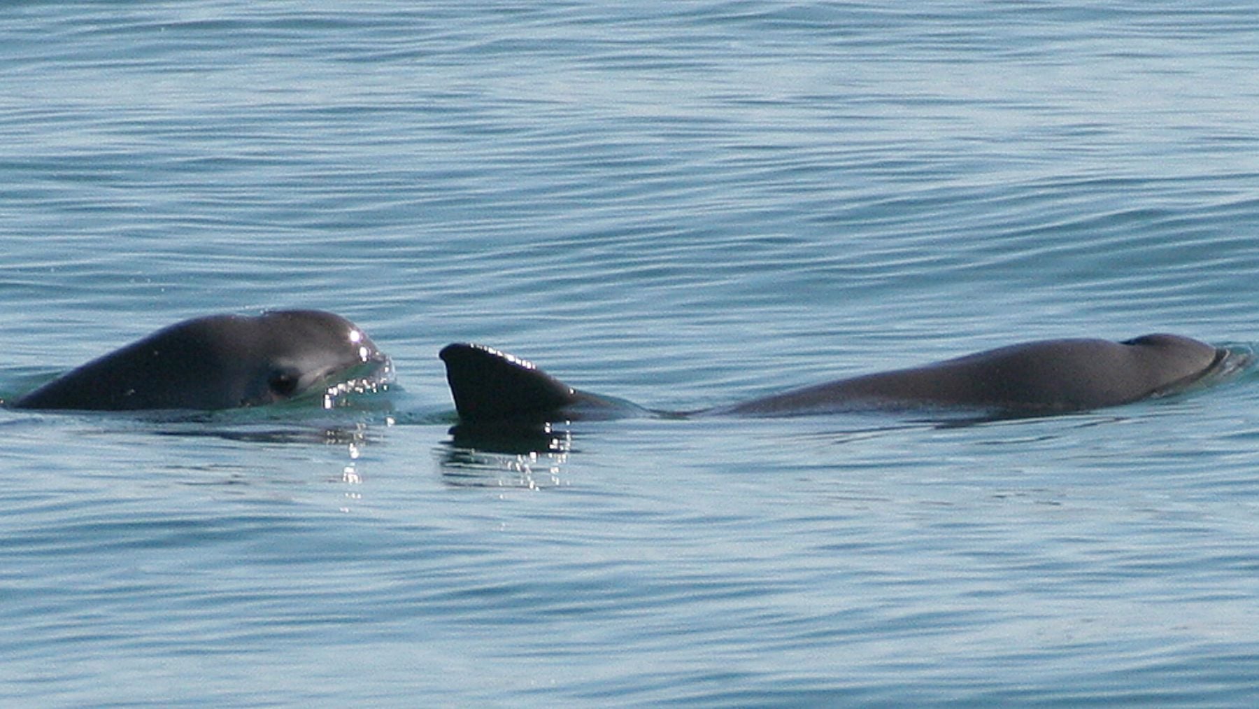 Vaquita marina. Foto: Wikimedia Commons / Dominio público / Paula Olson, NOAA