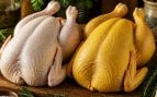 Pollo con piel blanca o amarilla