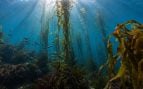 bosque, ecosistema, mar