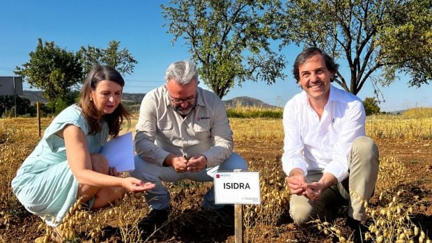 garbanzo-isidra-cultivo
