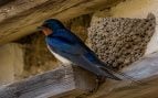 golondrina, animales, aves, pájaros