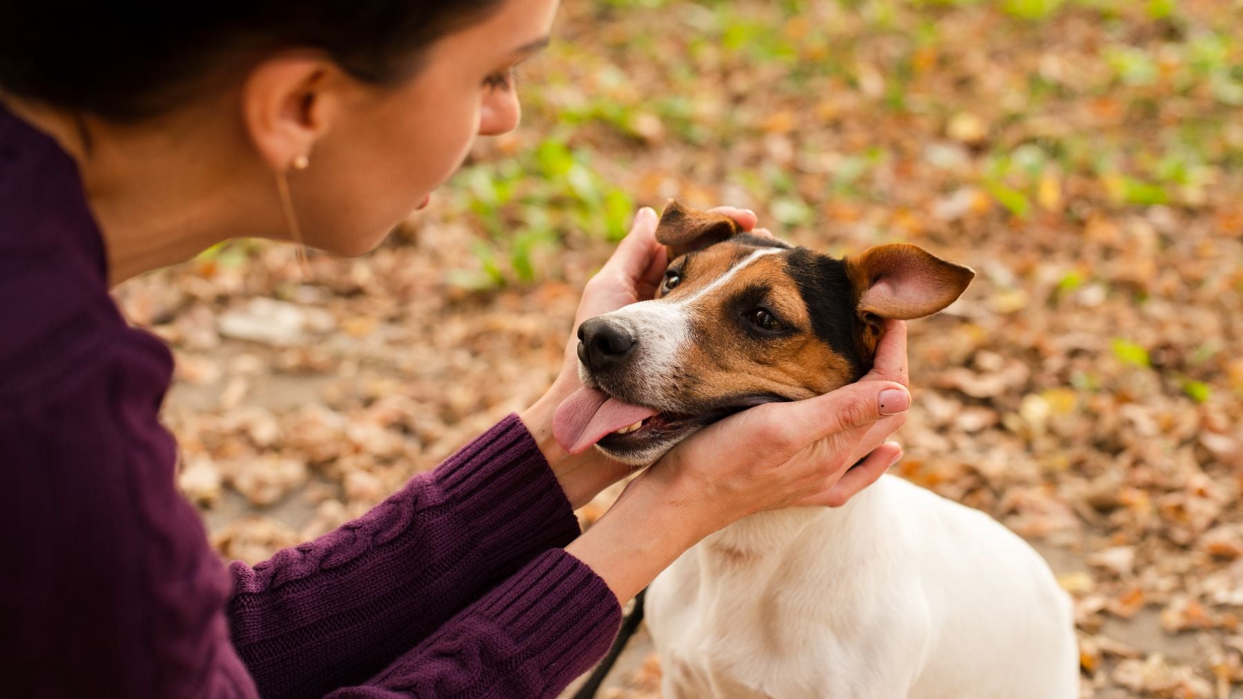 La ciencia ha llegado a la conclusión de que las personas que acarician perros por la calle bajan su presión arterial, reducen tensiones y bajan su ritmo cardíaco de forma inmediata