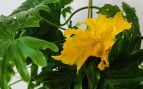 Plantas con hojas amarillas