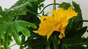 Plantas con hojas amarillas