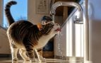 El gato bebe agua del grifo