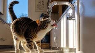El gato bebe agua del grifo