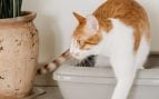gato rasca alrededor arenero