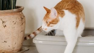 gato rasca alrededor arenero