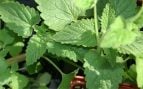 Planta, flora, curiosidades