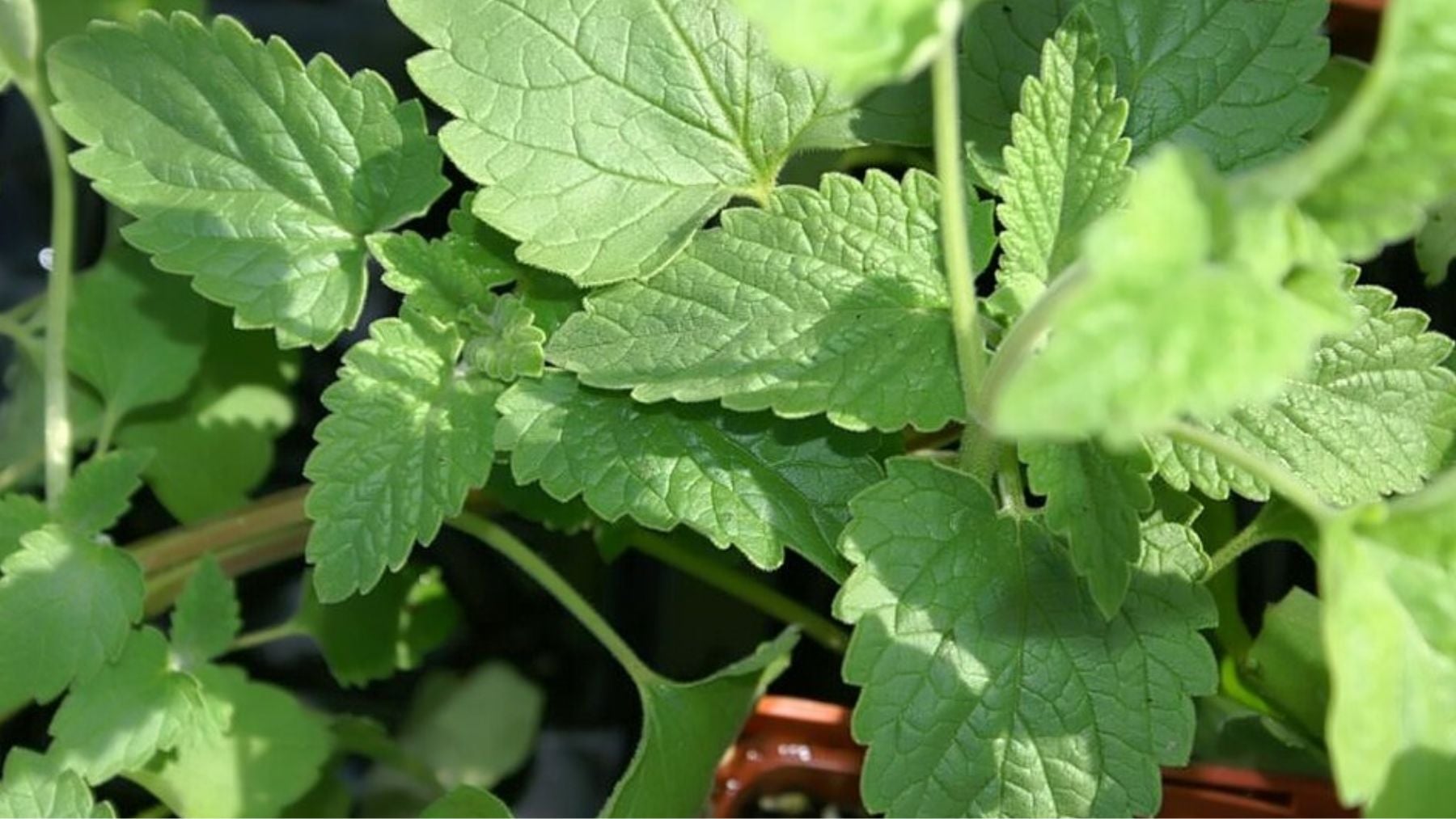 Ni rosas ni claveles: la vistosa planta aromática que resiste el calor extremo y la sequía del verano en España